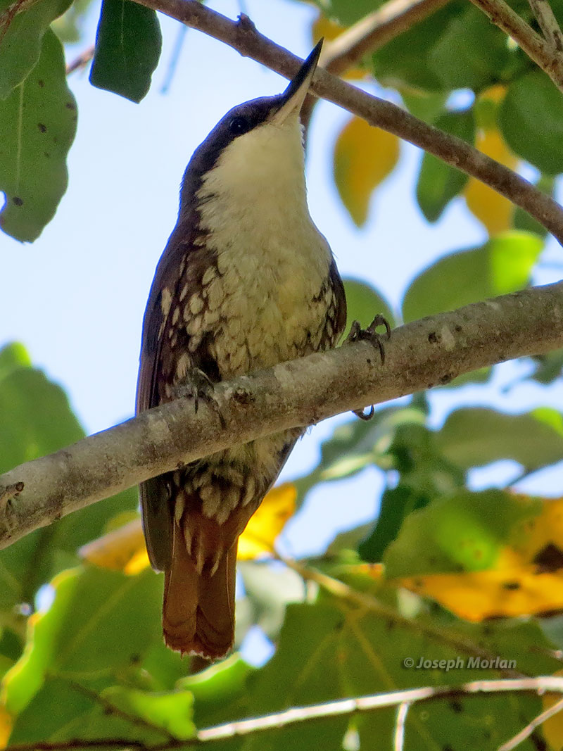 White-throated Treerunner (Pygarrhichas albogularis)