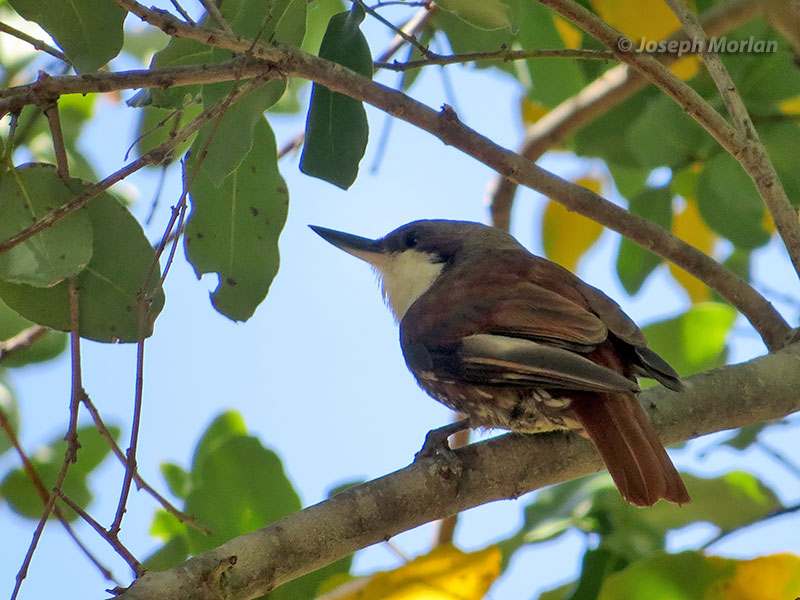 White-throated Treerunner (Pygarrhichas albogularis)