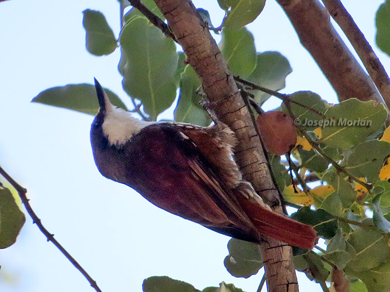 White-throated Treerunner (Pygarrhichas albogularis)