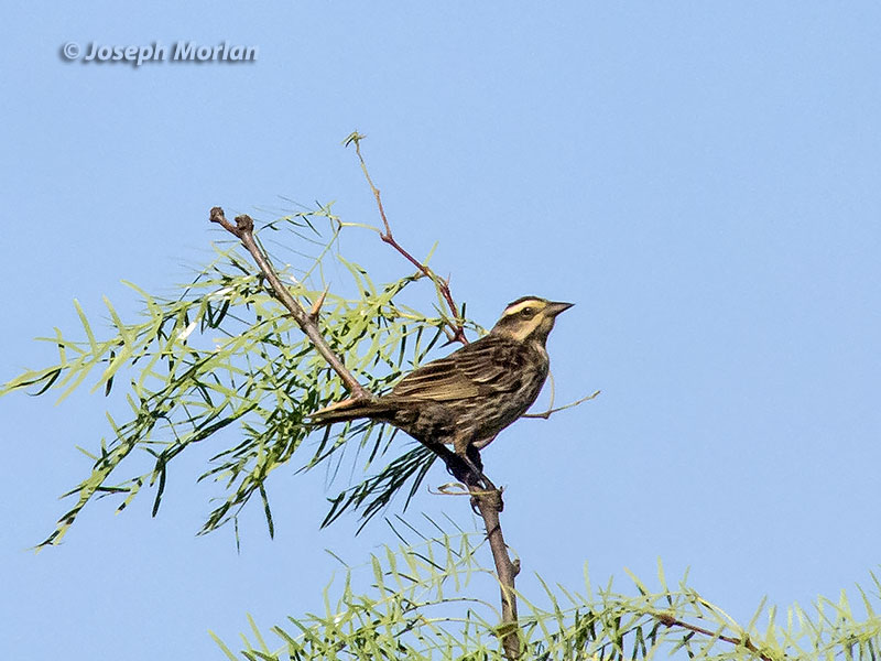 Yellow-winged Blackbird (Agelasticus thilius thilius)