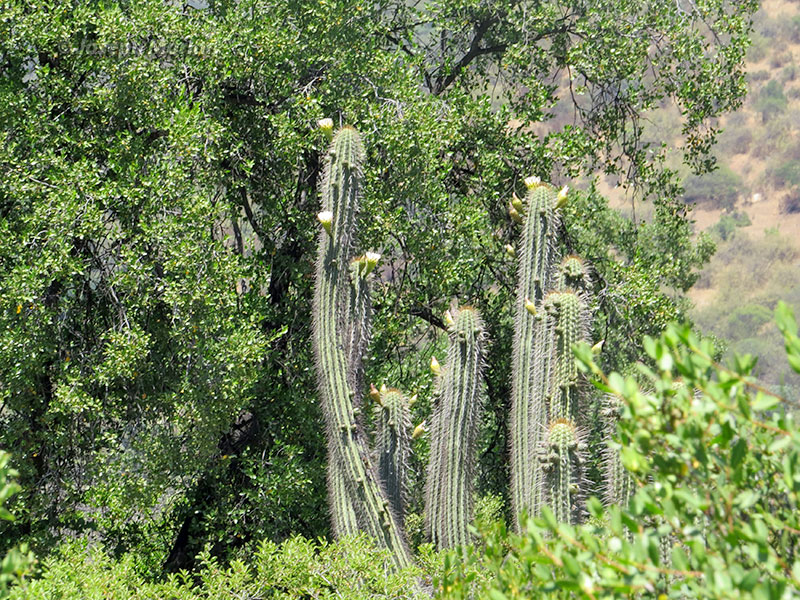Hedgehog Cactus (Echinopsis chiloensis)