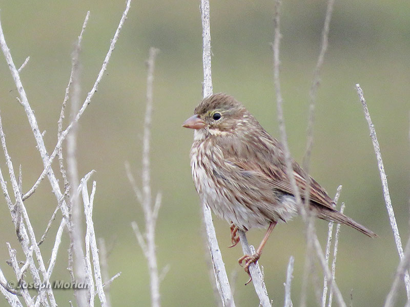 Savannah Sparrow (Passerculus sandwichensis rostratus) 