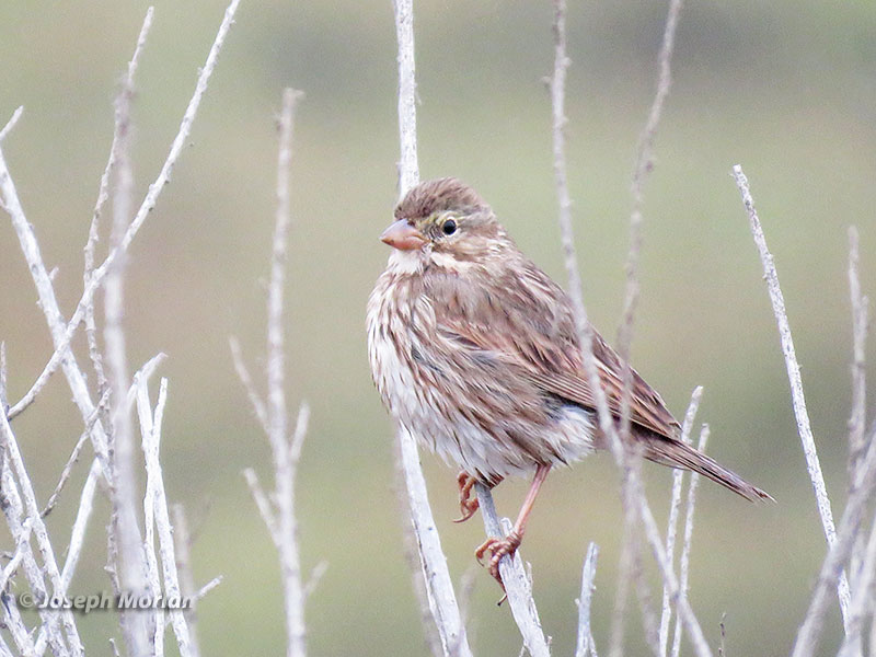 Savannah Sparrow (Passerculus sandwichensis rostratus) 