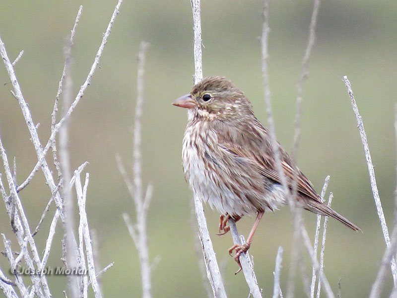 Savannah Sparrow (Passerculus sandwichensis rostratus) 