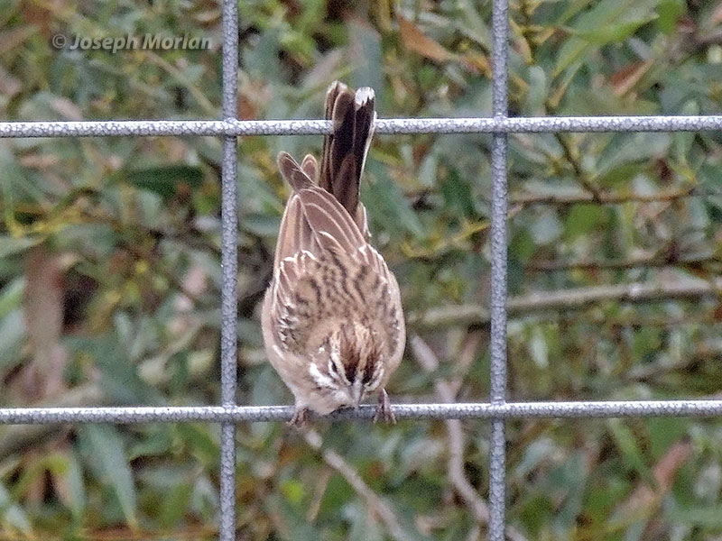 Lark Sparrow (Chondestes grammacus strigatus) 
