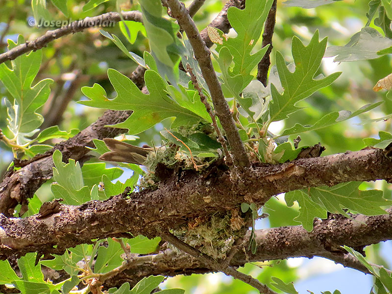  Lawrence's Goldfinch (Spinus lawrencei)