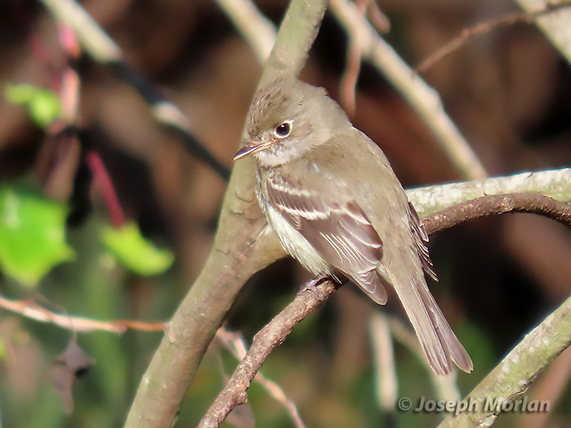 Least Flycatcher (Empidonax minimus) 