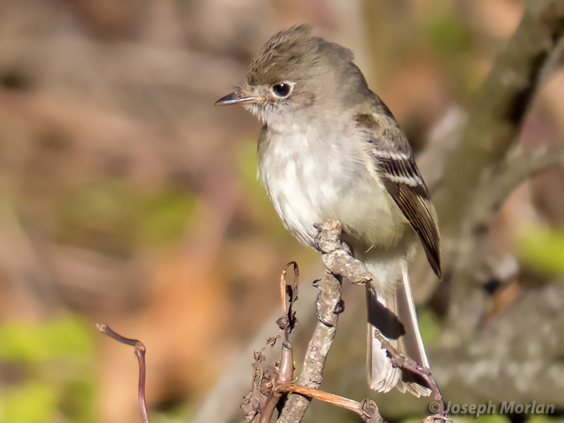 Least Flycatcher (Empidonax minimus) 