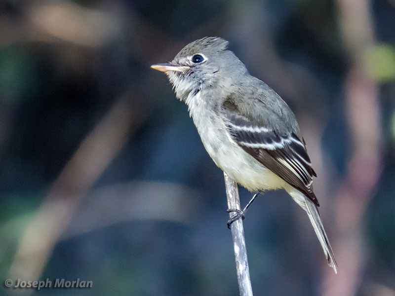 Least Flycatcher (Empidonax minimus) 