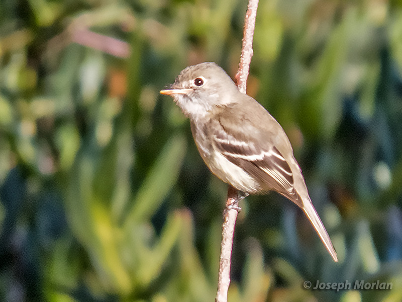 Least Flycatcher (Empidonax minimus) 