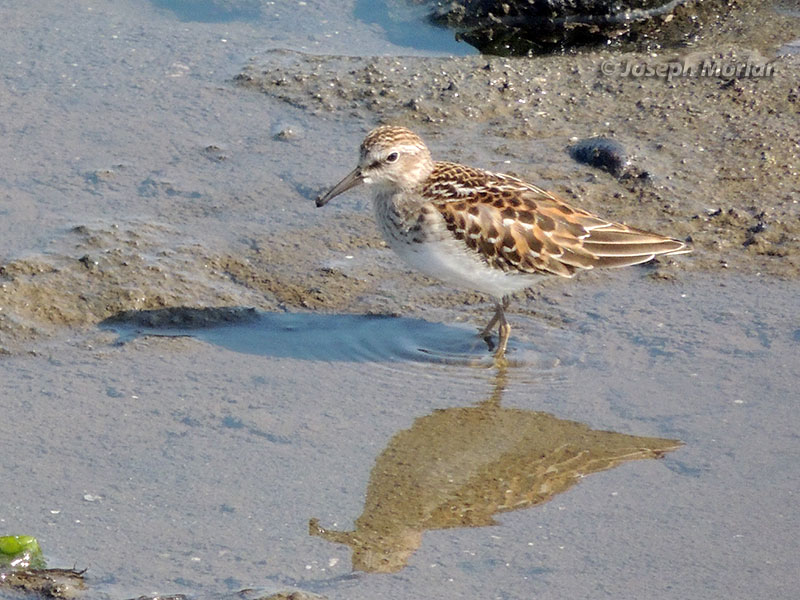  Least Sandpiper (Calidris minutilla) 