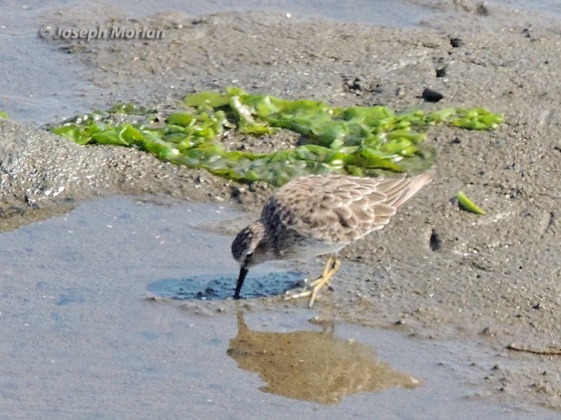  Least Sandpiper (Calidris minutilla) 