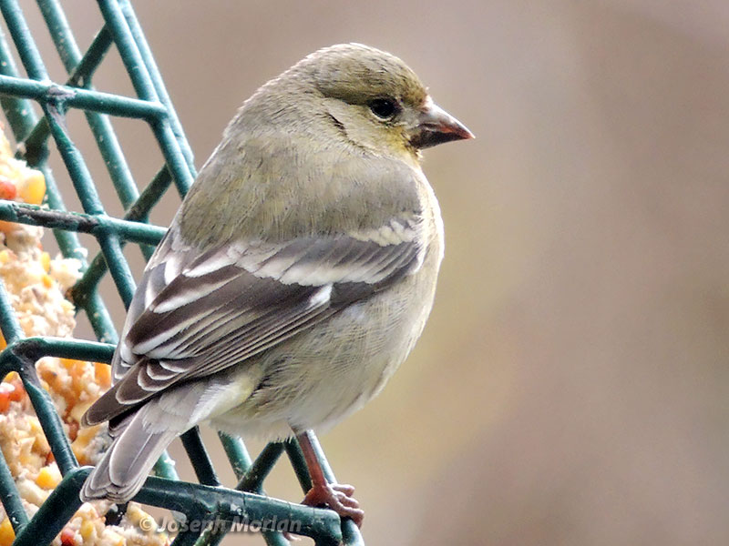 Lesser Goldfinch (Spinus psaltria hesperophilus) 