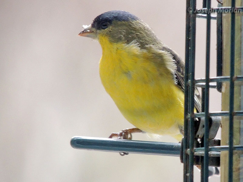 Lesser Goldfinch (Spinus psaltria hesperophilus) 