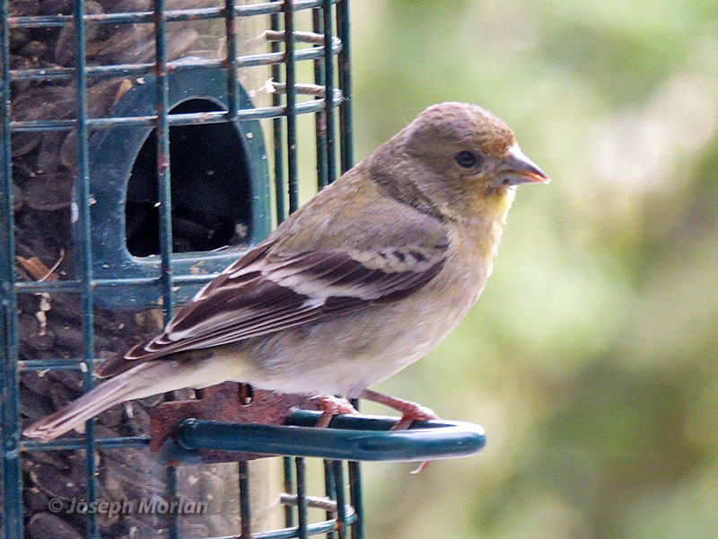 Lesser Goldfinch (Spinus psaltria hesperophilus) 
