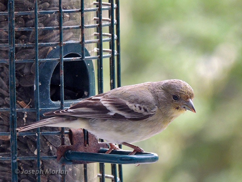Lesser Goldfinch (Spinus psaltria hesperophilus) 