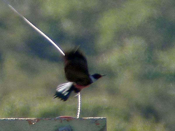 Lewis's Woodpecker (Melanerpes lewis)