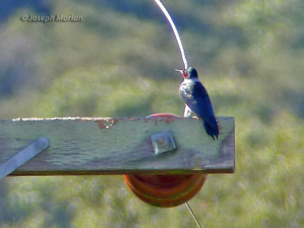 Lewis's Woodpecker (Melanerpes lewis)