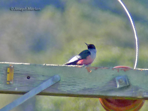 Lewis's Woodpecker (Melanerpes lewis)
