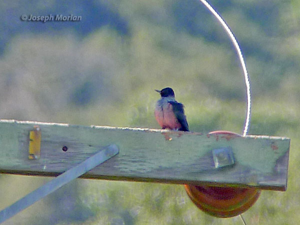 Lewis's Woodpecker (Melanerpes lewis)