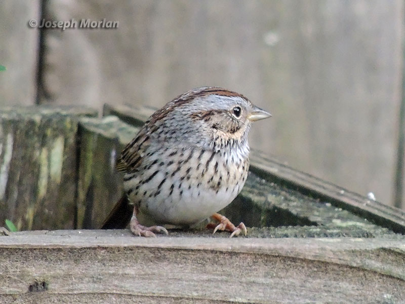 Lincoln's Sparrow (Melospiza lincolnii)