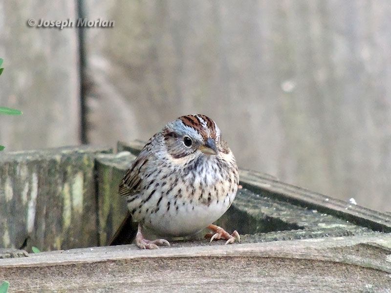 Lincoln's Sparrow (Melospiza lincolnii)