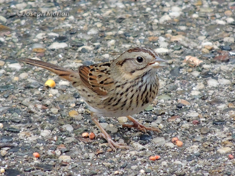 Lincoln's Sparrow (Melospiza lincolnii)