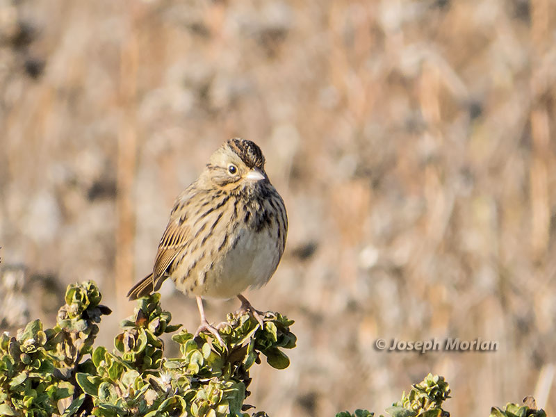 Lincoln's Sparrow (Melospiza lincolnii) 