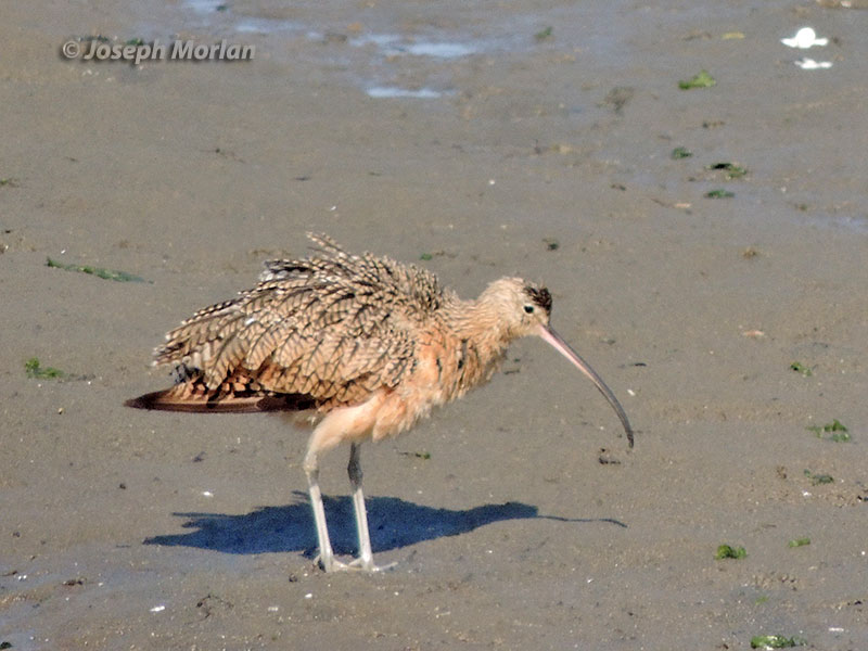  Long-billed Curlew (Numenius americanus)