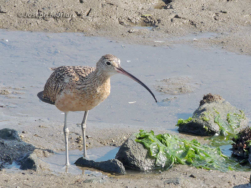  Long-billed Curlew (Numenius americanus)