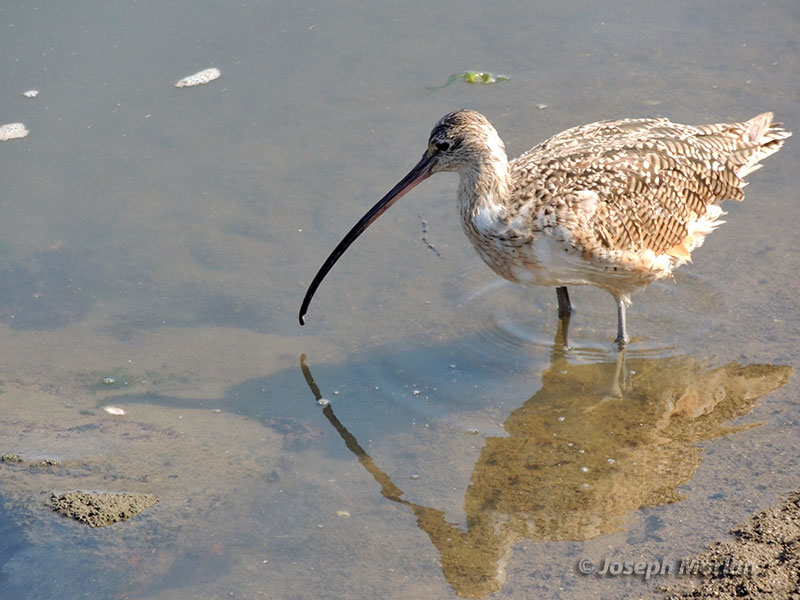  Long-billed Curlew (Numenius americanus)