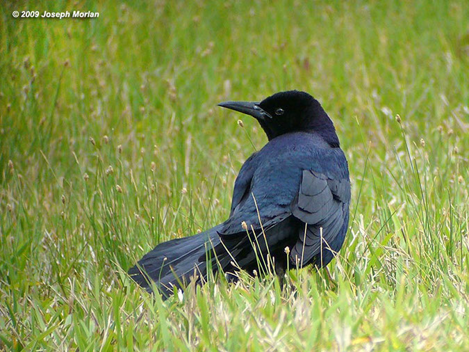 Boat-tailedGrackleP1050780