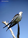 Swallow-tailedKiteP1050839
