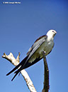 Swallow-tailedKiteP1050845