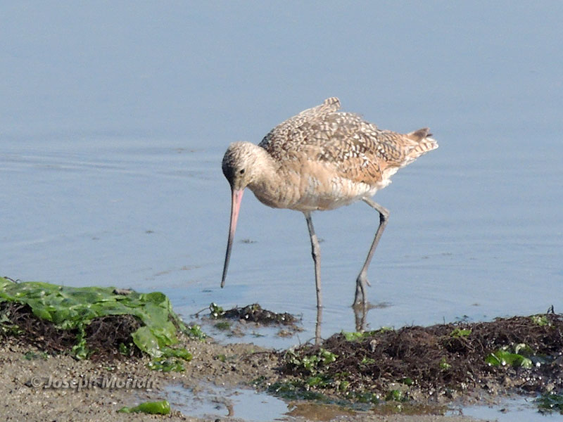  Marbled Godwit (Limosa fedoa fedoa) 