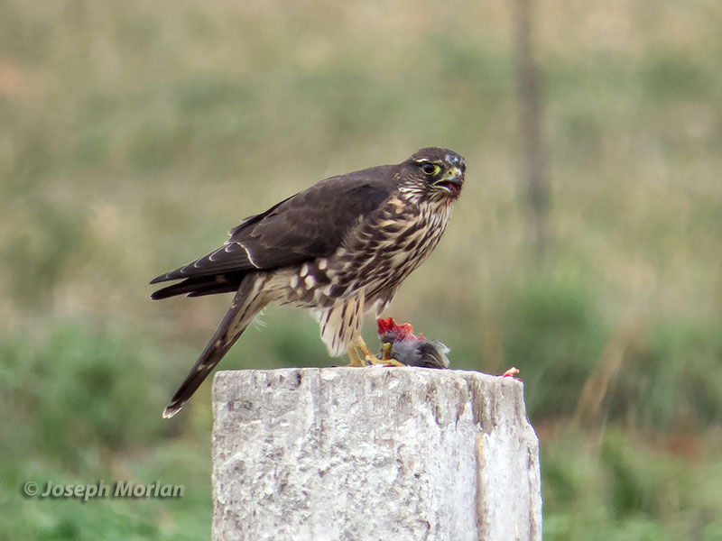 Merlin (Falco columbarius columbarius) 