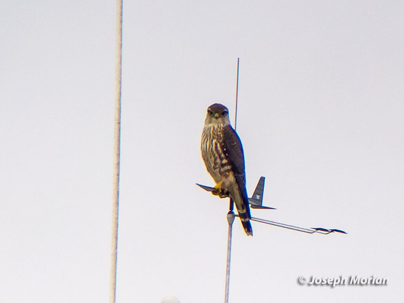 Merlin Tern (Falco columbarius columbarius) 