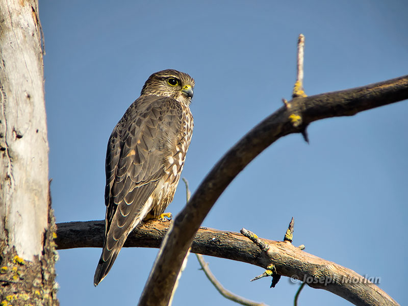 Merlin (Falco columbarius columbarius)