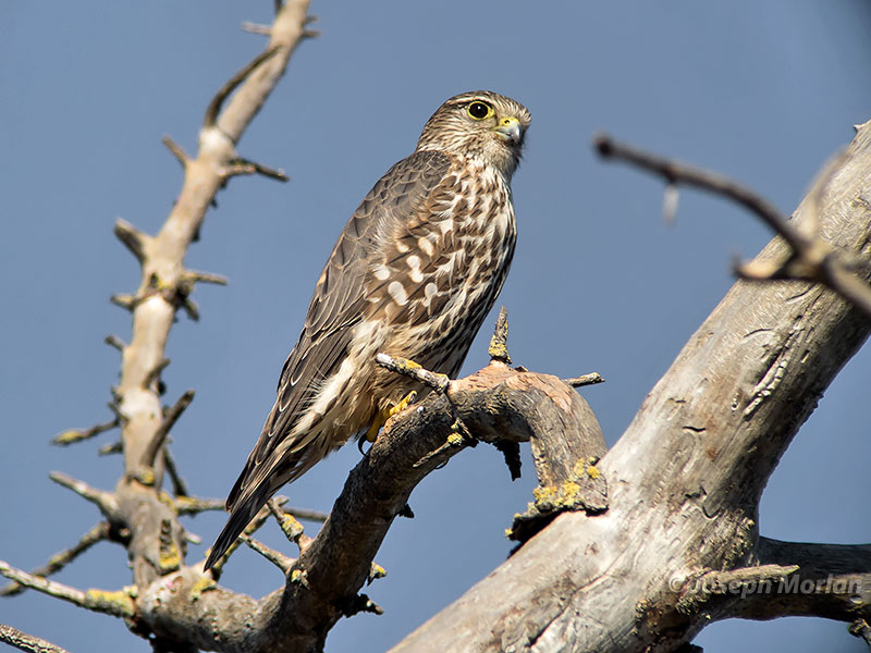 Merlin (Falco columbarius columbarius)