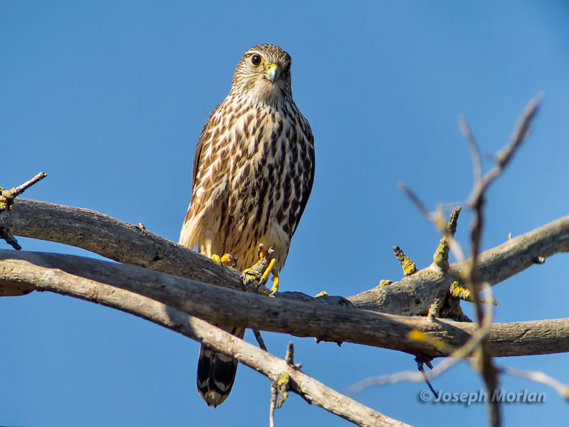 Merlin (Falco columbarius columbarius)