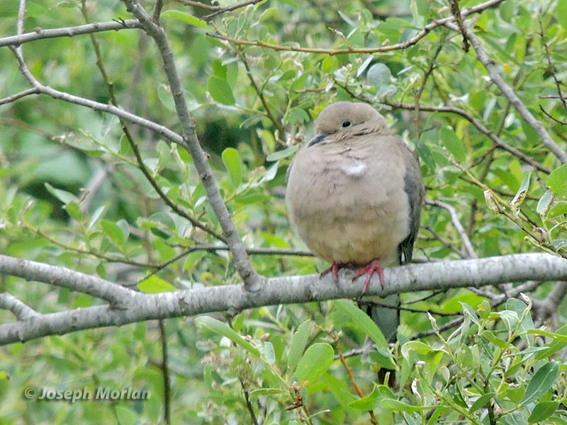 Mourning Dove (Zenaida macroura marginella)