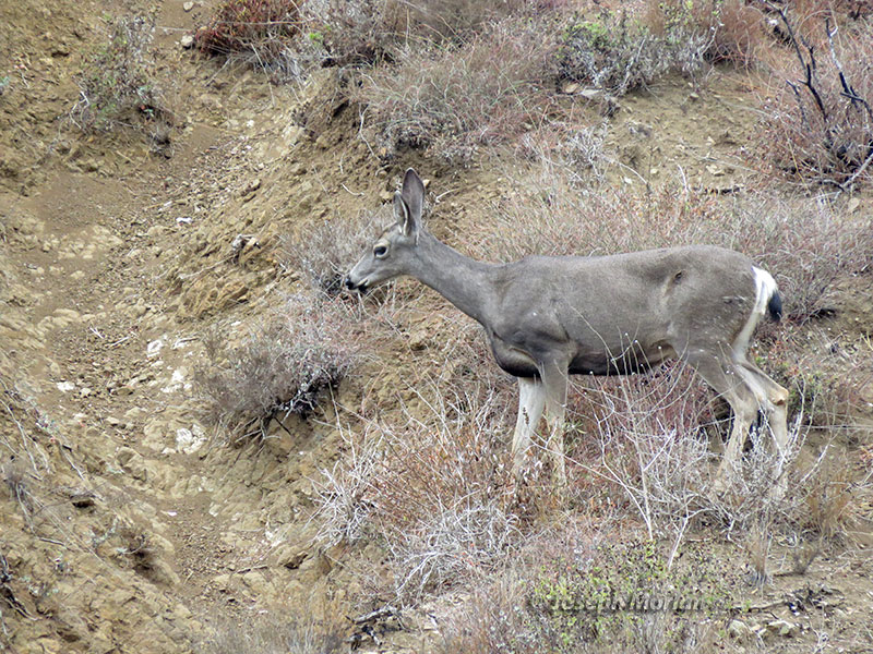 Mule Deer (Odocoileus hemionus californicus) 