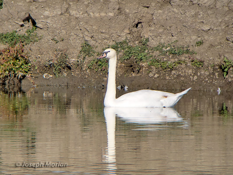 Mute Swan (Cygnus olor) 