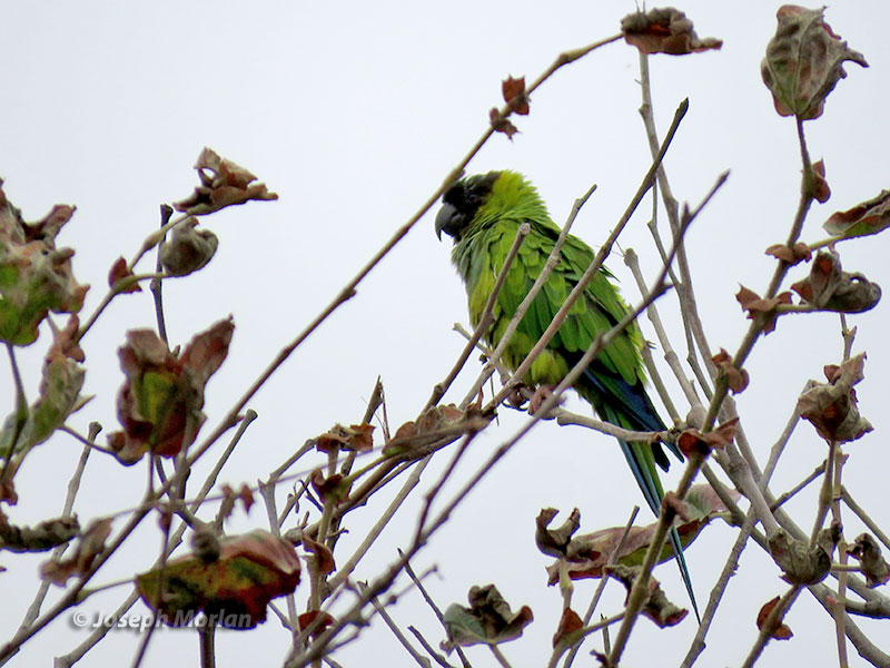 Nanday Parakeet (Aratinga nenday) 