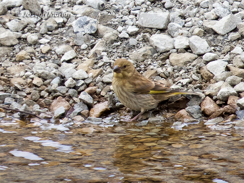 European Greenfinch (Chloris chloris)