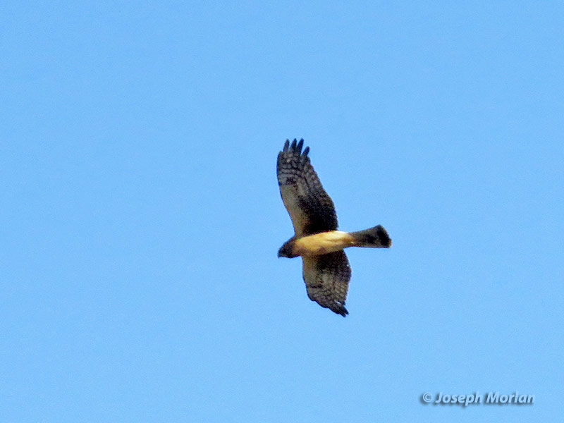 Northern Harrier (Circus hudsonius)