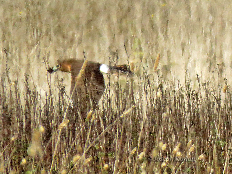 Northern Harrier (Circus hudsonius)