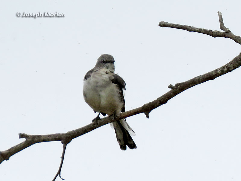 Northern Mockingbird (Mimus polyglottos leucopterus)
