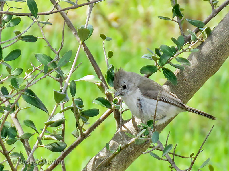 Oak Titmouse (Baeolophus inornatus)