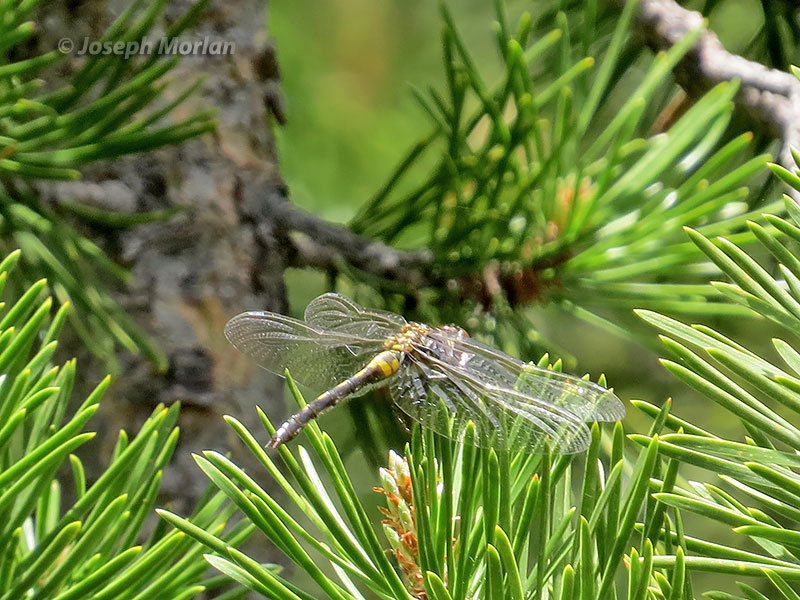  Crimson-ringed Whiteface (Leucorrhinia glacialis) 